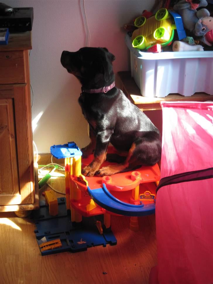 Rottweiler Von Hause Nomis Liva (RIP)  - Og så kan man lige se TV imens billede 7