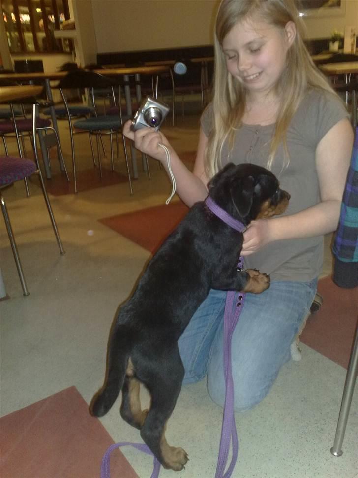 Rottweiler Von Hause Nomis Liva (RIP)  - Hej Menneskebarn, har du noget til mig??? billede 8