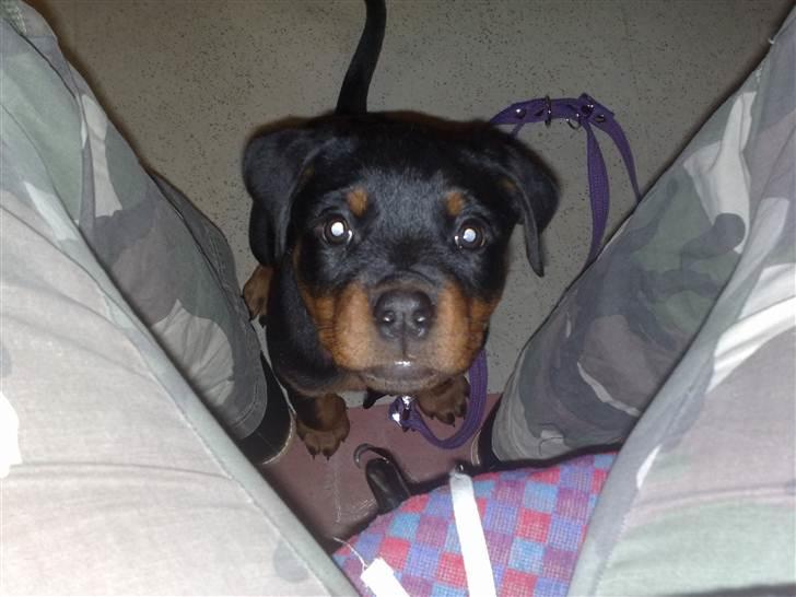 Rottweiler Von Hause Nomis Liva (RIP)  - Bare lækker er hun ! billede 9