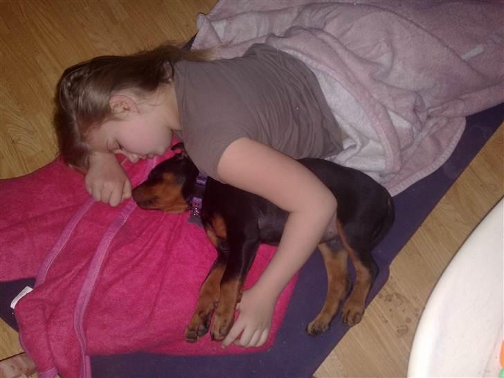 Rottweiler Von Hause Nomis Liva (RIP)  - Både hvalp og barn trætte efter at være flyttet hjemmefra og at ahve hentet hvalp :) billede 10