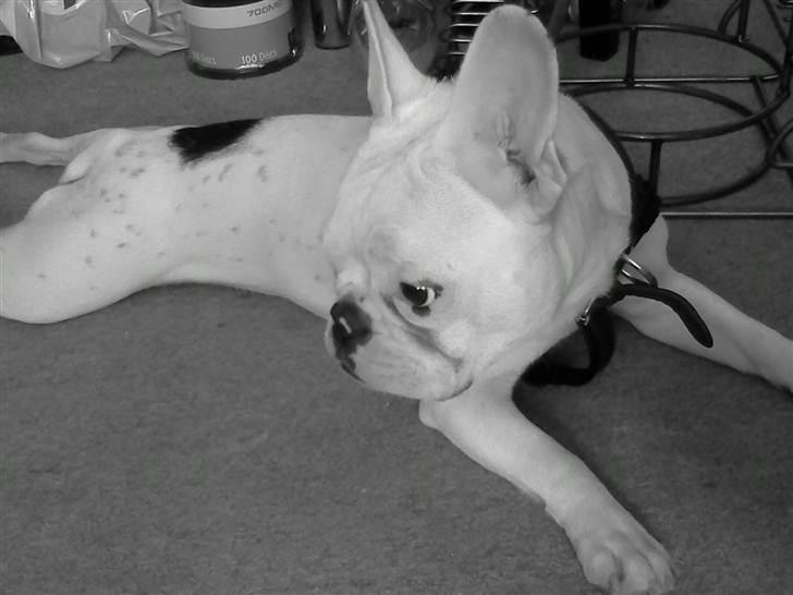 Fransk bulldog Bette Fimmeren - 24/4 2011 billede 7