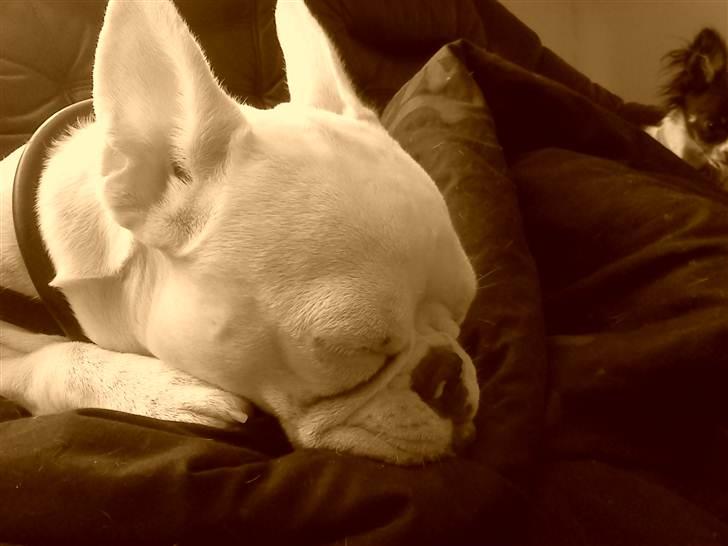 Fransk bulldog Bette Fimmeren - 24/4 2011 billede 8