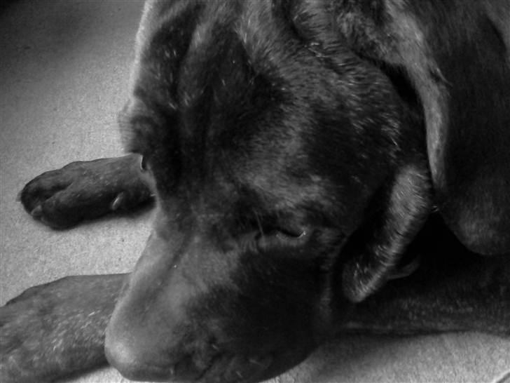 Cane corso Bullie - 24/4 2011 billede 6