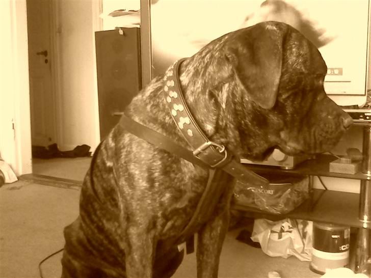 Cane corso Bullie - 24/4 2011 billede 5