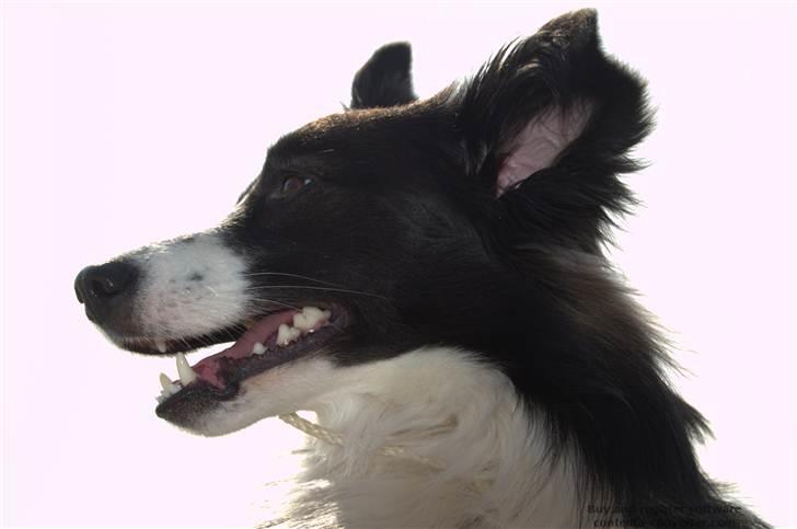 Blanding af racer Tiko billede 4