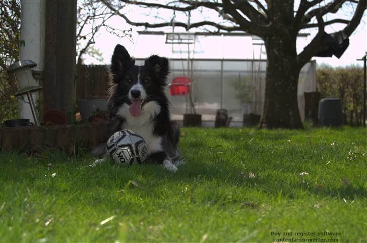 Blanding af racer Tiko billede 5