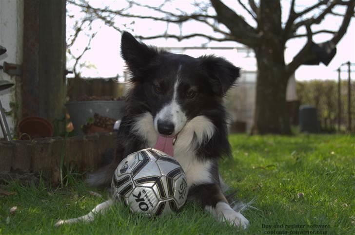 Blanding af racer Tiko billede 6