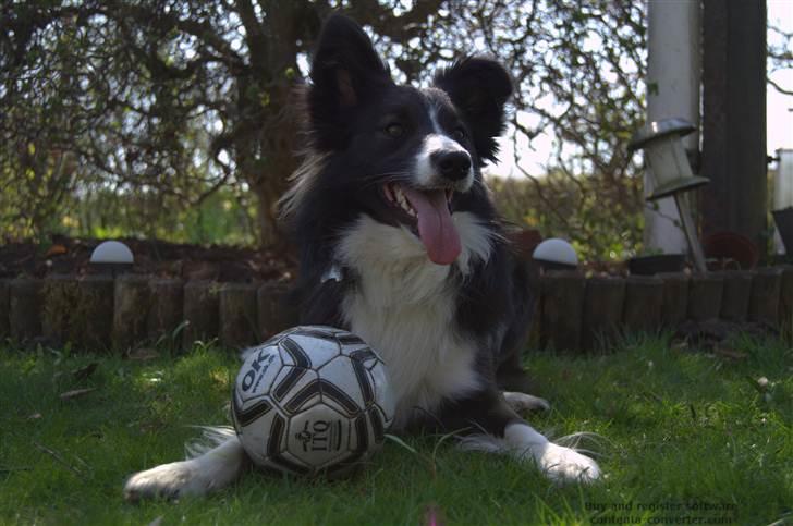 Blanding af racer Tiko billede 7