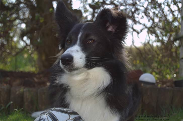 Blanding af racer Tiko billede 8