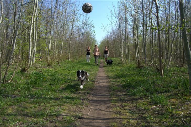 Blanding af racer Tiko billede 9