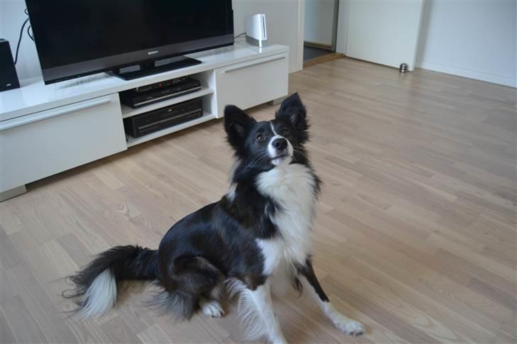 Blanding af racer Tiko billede 10