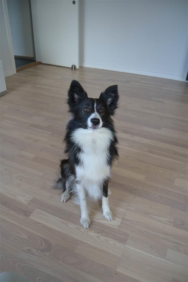 Blanding af racer Tiko billede 11