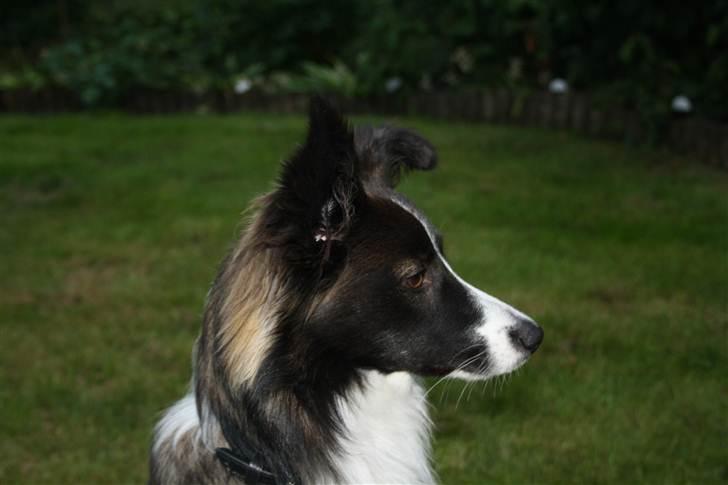 Blanding af racer Tiko billede 12