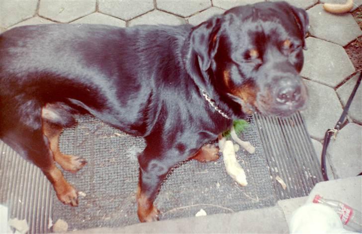 Rottweiler Saaek's Ronald *R.I.P* - spiser morgenmad på terrassen2002 billede 8