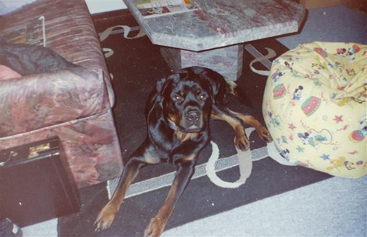 Rottweiler Saaek's Ronald *R.I.P* - 2002 billede 13
