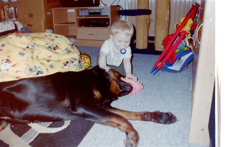 Rottweiler Saaek's Ronald *R.I.P* - Yang og vores ældste søn leger med bold2002 billede 14