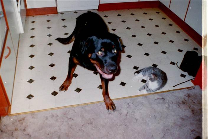 Rottweiler Saaek's Ronald *R.I.P* - 2002 billede 11