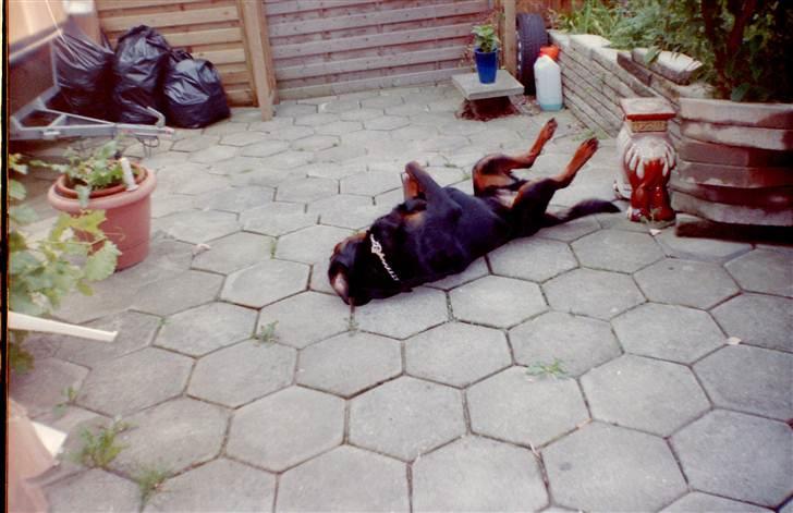 Rottweiler Saaek's Ronald *R.I.P* - det klør på ryggen billede 9