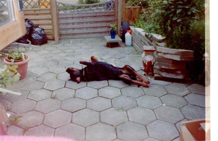 Rottweiler Saaek's Ronald *R.I.P* - det klør stadig billede 10