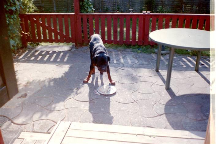 Rottweiler Saaek's Ronald *R.I.P* - Yang har fået resten af en lagkage2002 billede 12