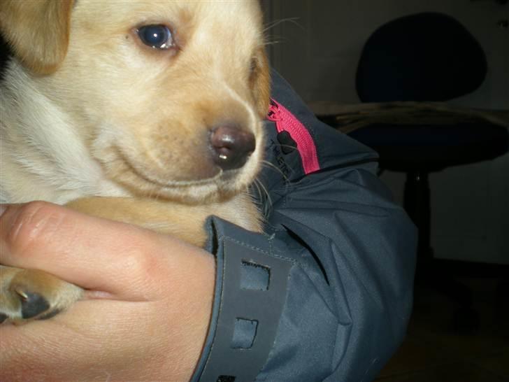 Blanding af racer Koda (Batman junior) <3 billede 2