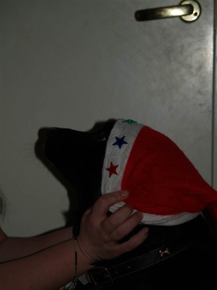 Blanding af racer Kiego - ej det kan du ik mene billede 4