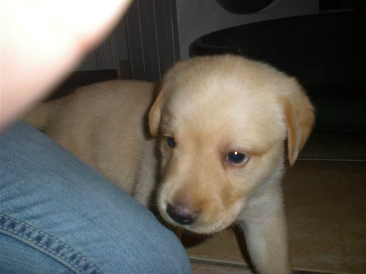 Blanding af racer Koda (Batman junior) <3 billede 3