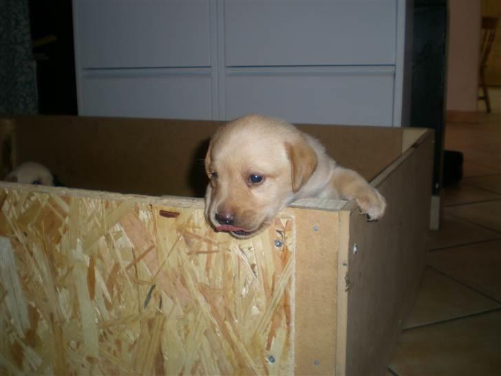 Blanding af racer Koda (Batman junior) <3 billede 4