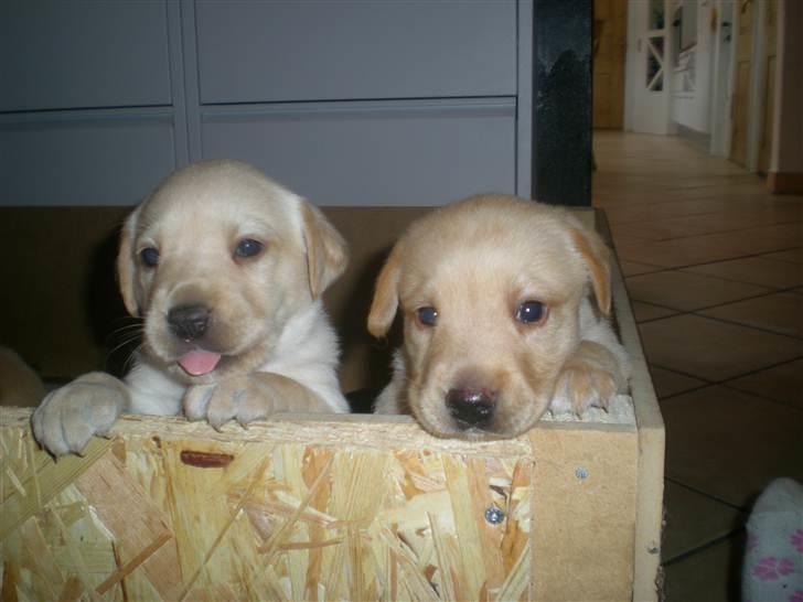 Blanding af racer Koda (Batman junior) <3 - Koda til højre og en søster til venstre (: billede 5