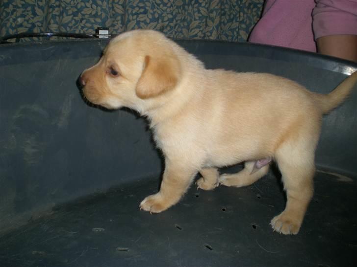 Blanding af racer Koda (Batman junior) <3 billede 6