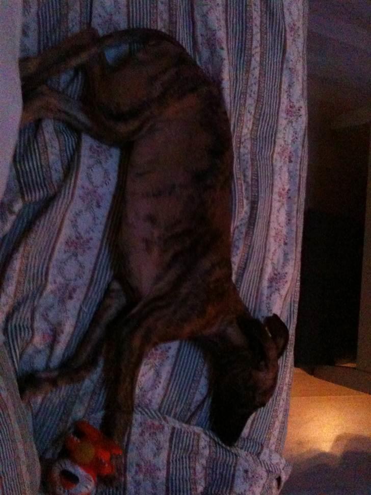 Whippet Miskha billede 8