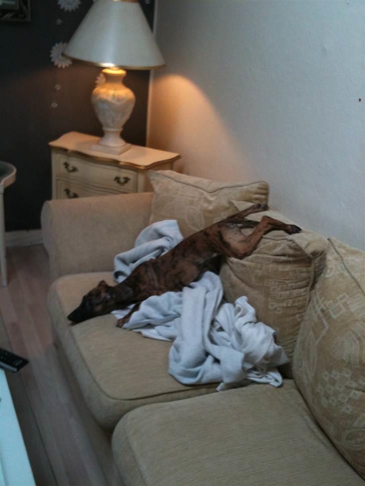 Whippet Miskha billede 9