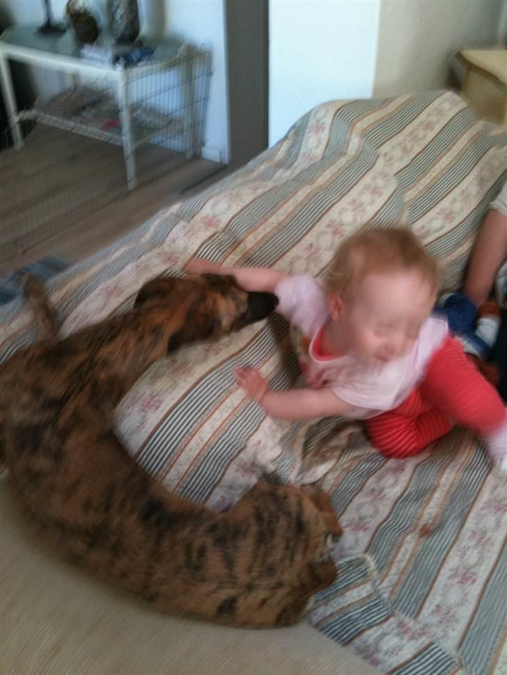 Whippet Miskha billede 10