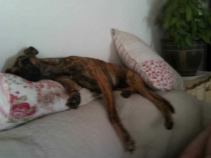 Whippet Miskha billede 11