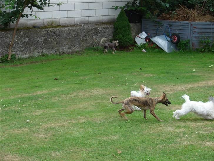 Whippet Miskha billede 12