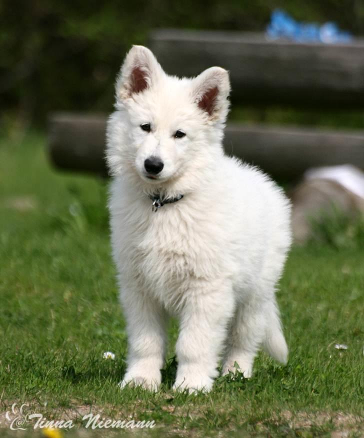 Hvid Schweizisk Hyrdehund Morris - Velkommen til Morris´ profil billede 1