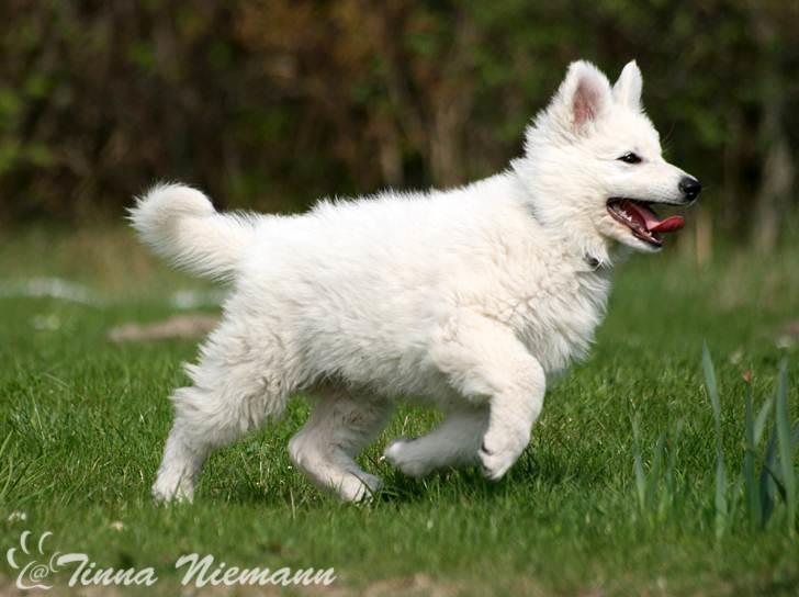 Hvid Schweizisk Hyrdehund Morris billede 2