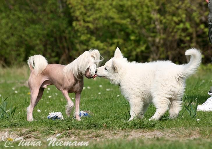 Hvid Schweizisk Hyrdehund Morris - Kysser Silas <3 billede 3