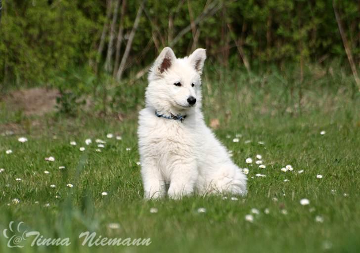 Hvid Schweizisk Hyrdehund Morris billede 4