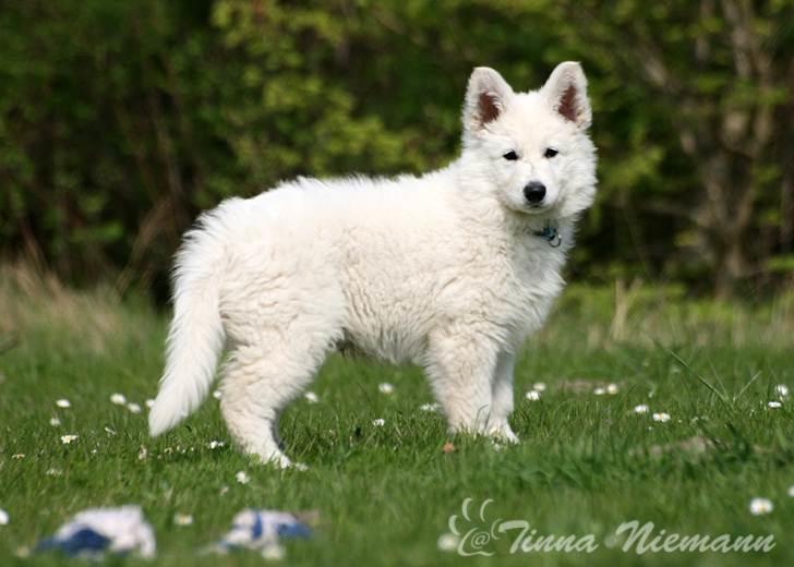 Hvid Schweizisk Hyrdehund Morris billede 5