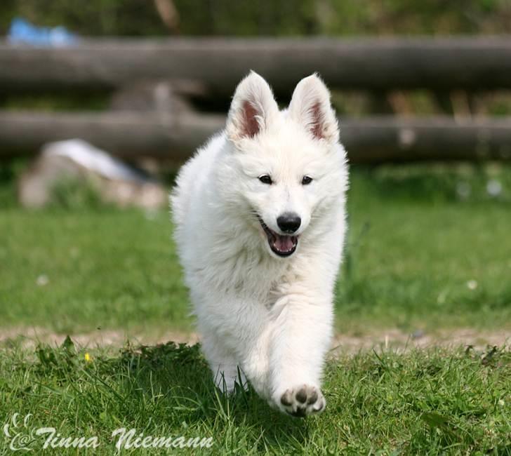 Hvid Schweizisk Hyrdehund Morris billede 7