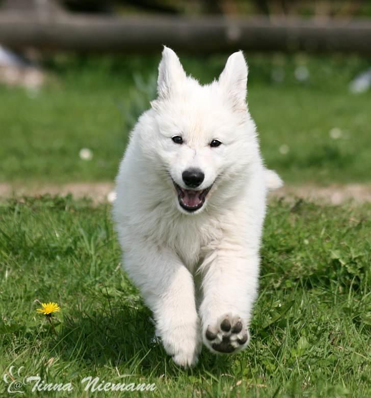 Hvid Schweizisk Hyrdehund Morris - Her kommer jeg... billede 8