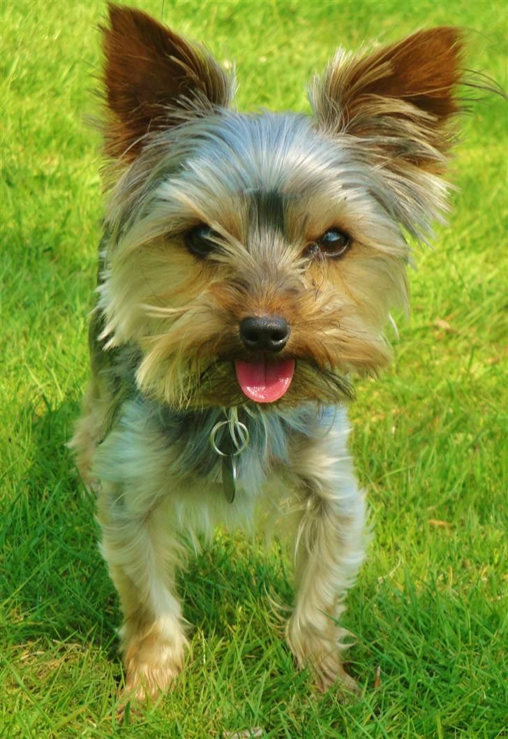 Yorkshire terrier Sofus billede 6