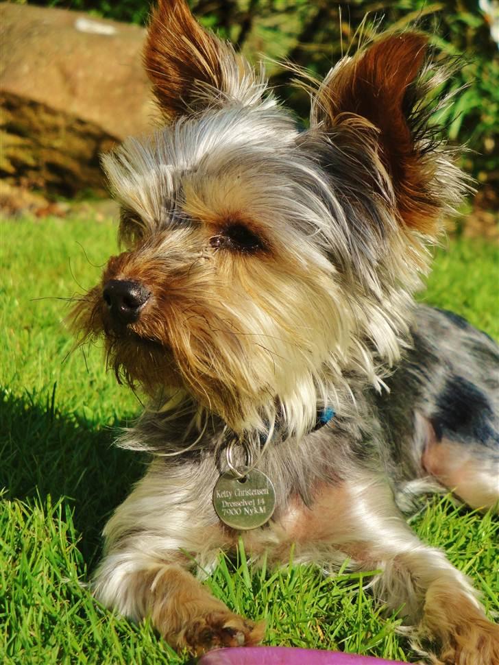 Yorkshire terrier Sofus billede 15