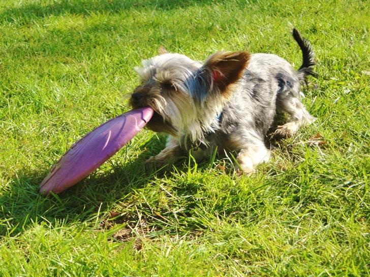 Yorkshire terrier Sofus - 19) foto: mig billede 17