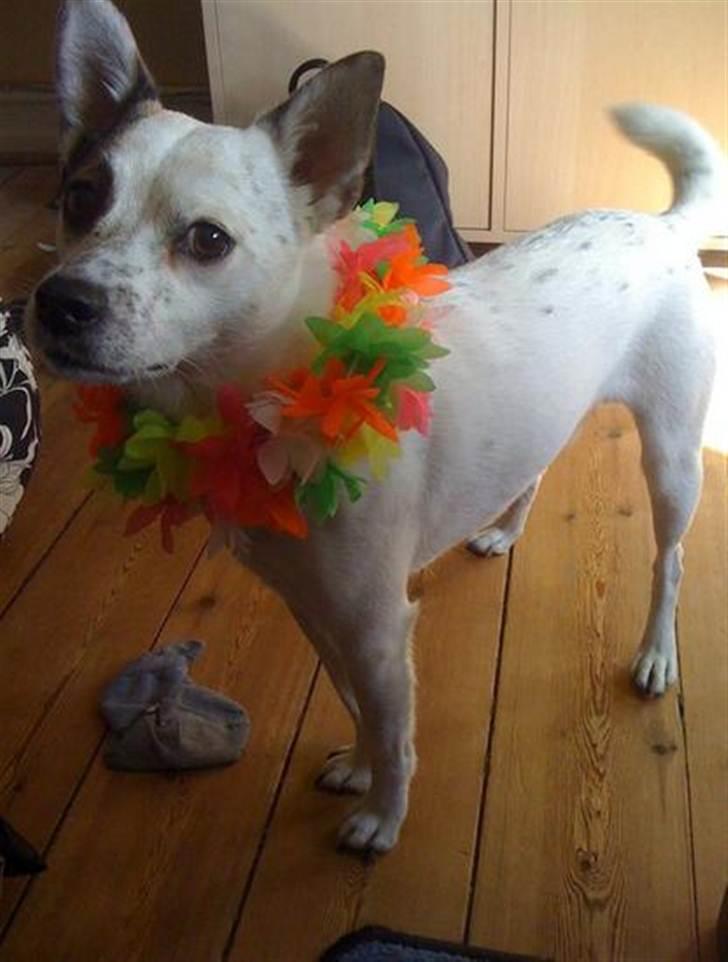 Blanding af racer Samson billede 1