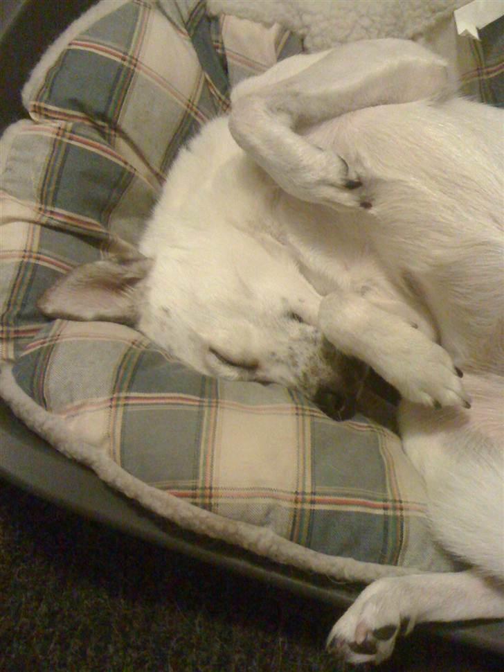 Blanding af racer Samson - Ja, sådan sover Samson altså :D billede 2