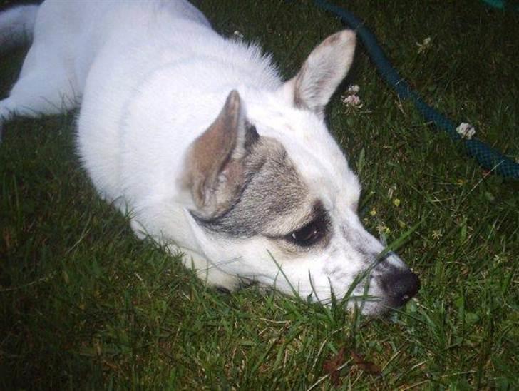 Blanding af racer Samson - Her ligger han rigtig på lur ude i haven :) billede 3