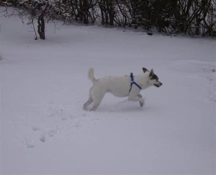 Blanding af racer Samson - Samson er en rigtig sprinter! Og sne er simpelthen noget af det bedste han ved. billede 4