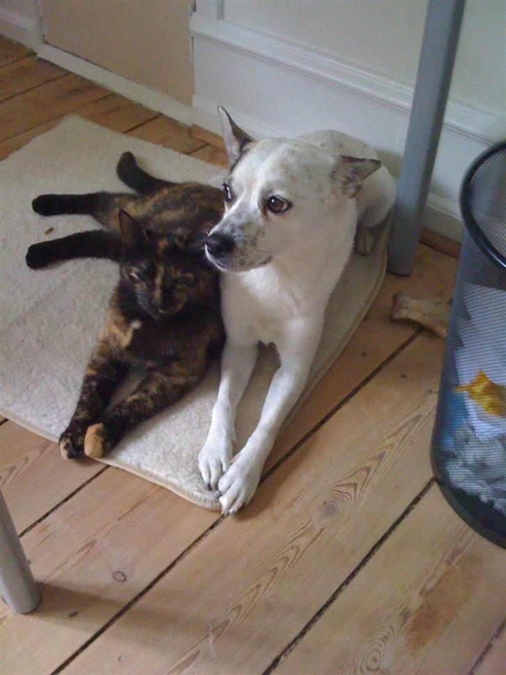 Blanding af racer Samson - Samson elsker andre dyr og de elsker for det meste også ham :) billede 5